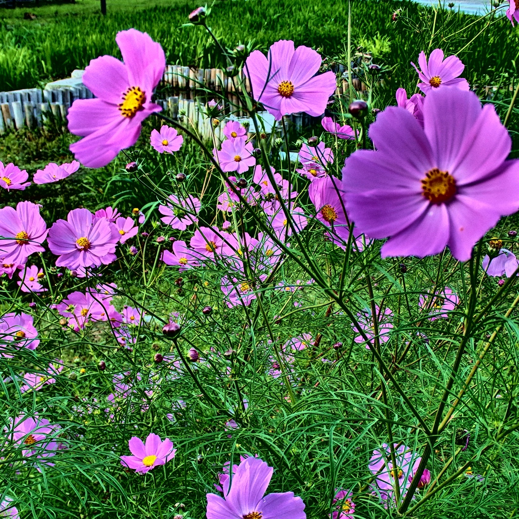 Cosmos