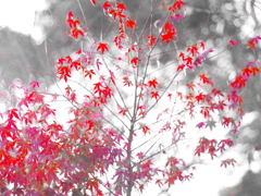 紅葉