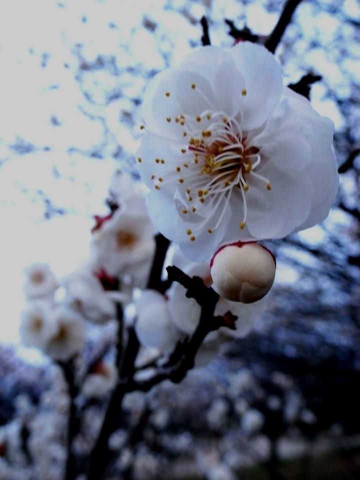 hakobai