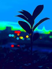 happa-neon