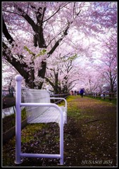 春　桜　ベンチ