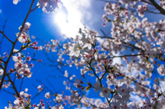 透過桜