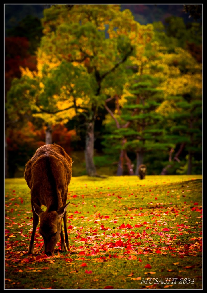 秋を歩くⅩⅡ