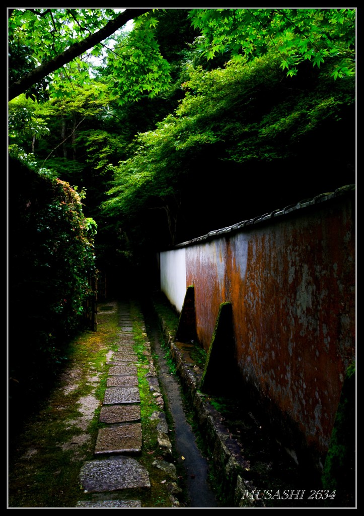 雨上がりの垣根にて