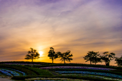 黄昏の花園