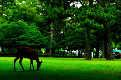 公園の片隅Ⅱ