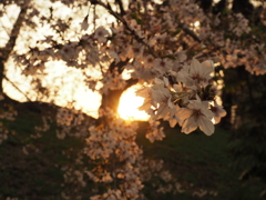 夕日に照らされて