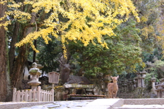イチョウの下で。