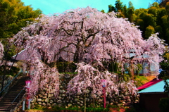 吉田のしだれ桜