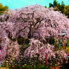 吉田のしだれ桜