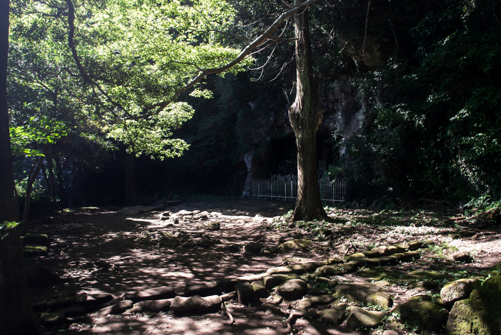 in the forest