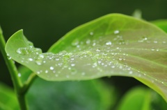 雨粒コロコロ１
