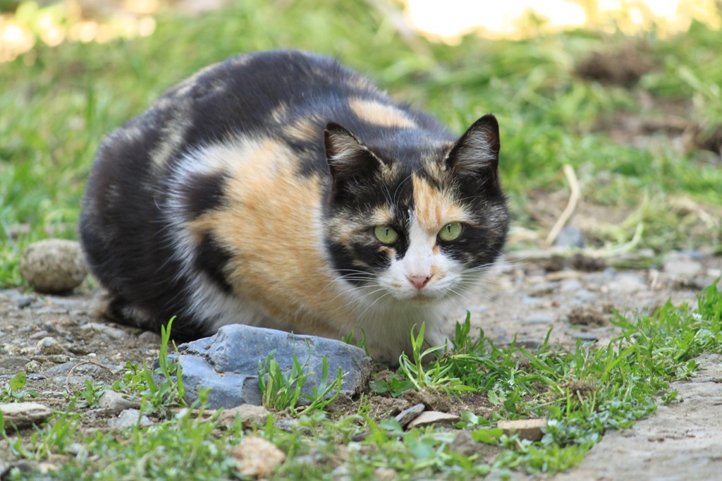 うちに来る野良猫
