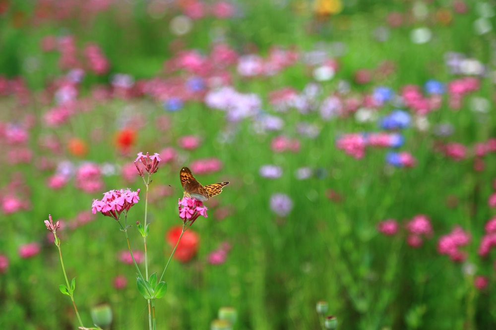 お花がいっぱい