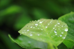 雨粒コロコロ２
