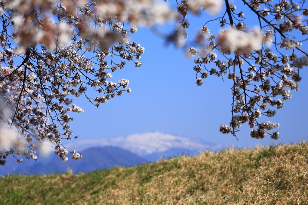 ２０１４　桜６　信州の春