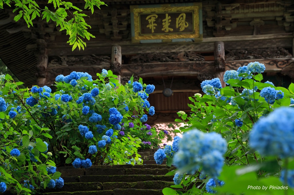 雨上がりの紫陽花