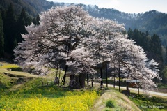 高山村の五大桜