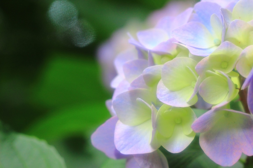 蓮台寺の紫陽花