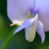意外に綺麗な花