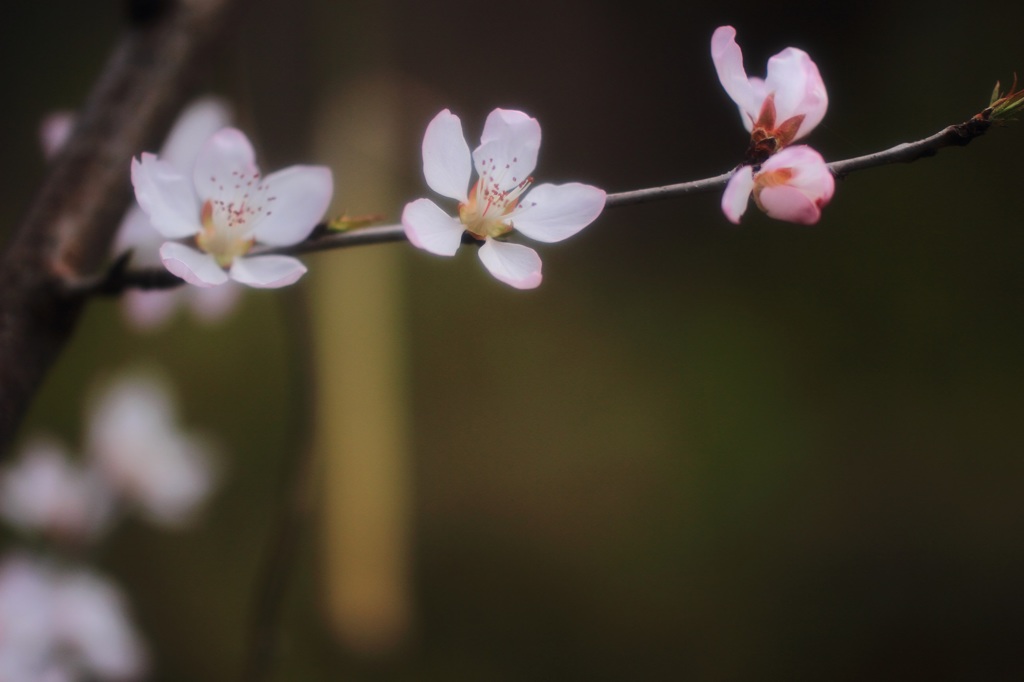 梅でもなく桜でもない