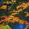  仙人池の紅葉