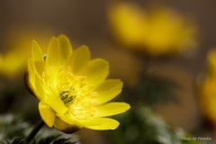 ２０１７里山花めぐり３（陽の雫・・・福寿草）