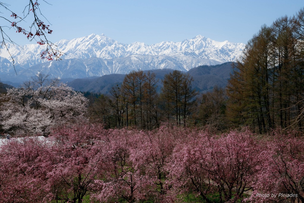 ２０１７　桜２（立屋の桜と北アルプス）