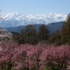 ２０１７　桜２（立屋の桜と北アルプス）