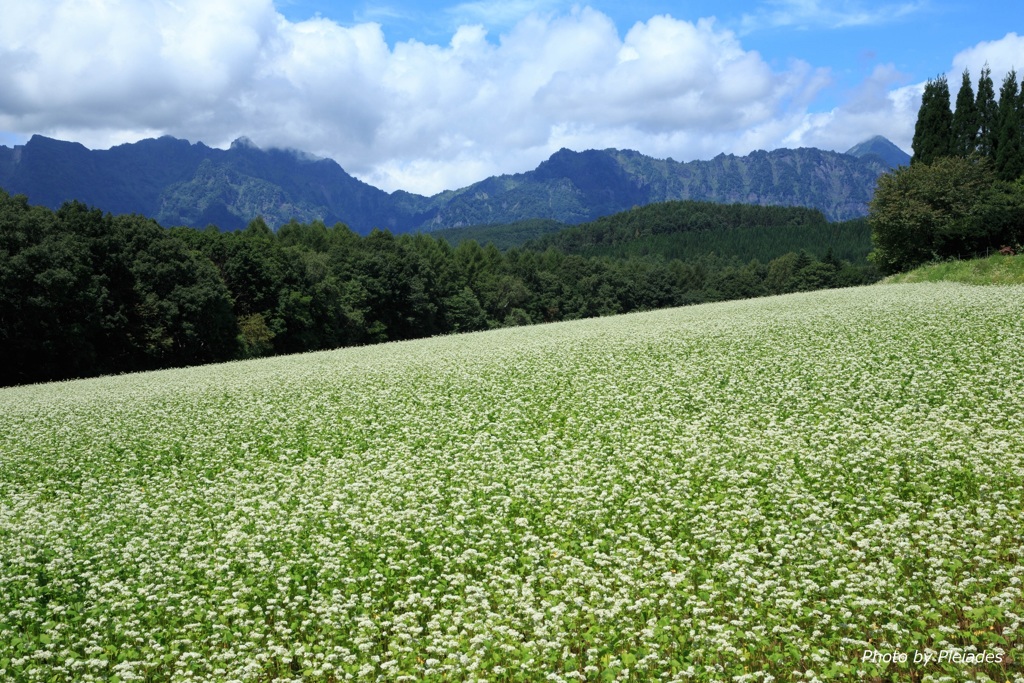 秋蕎麦と戸隠の山