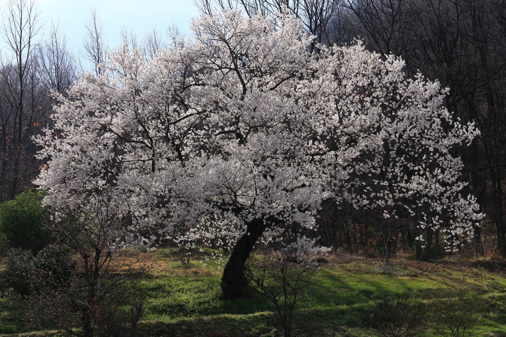 霊園の一本桜