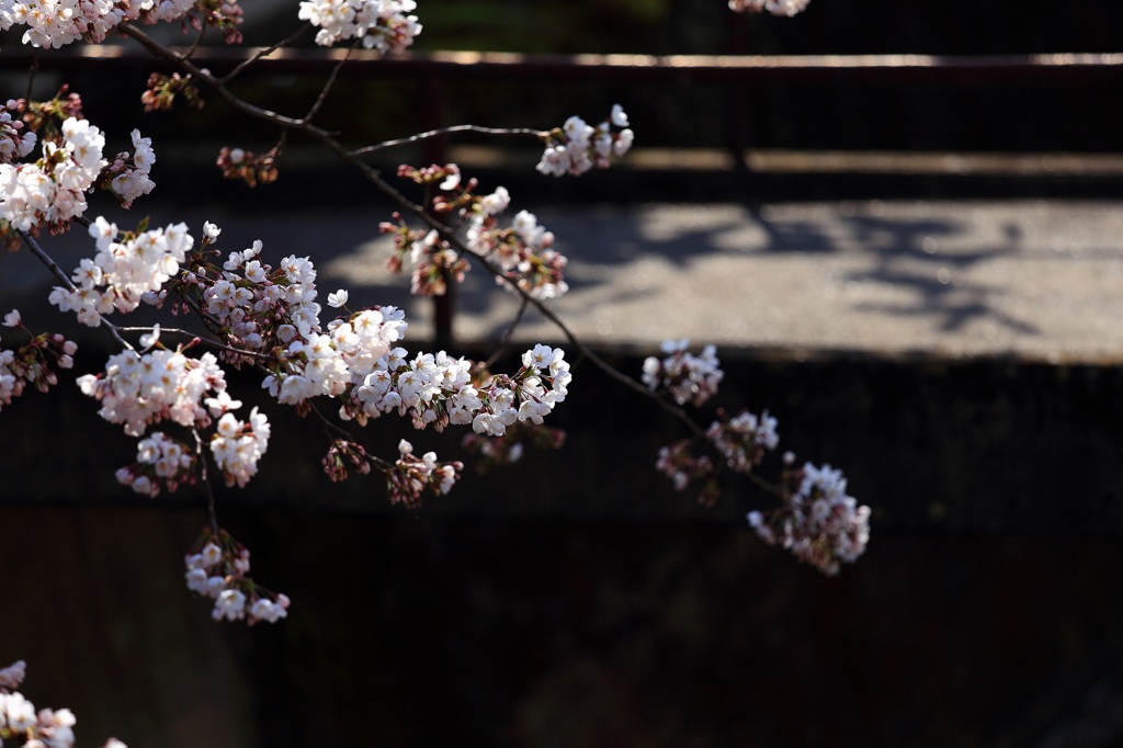 ２０１４　桜１