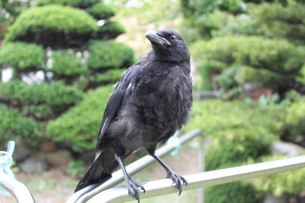 カラスのカーコ