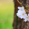 ２０１４　桜７　ひっそりと咲く