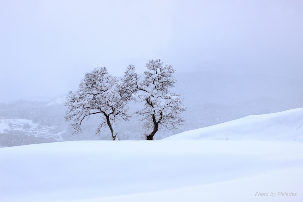 ２本の木がある風景B