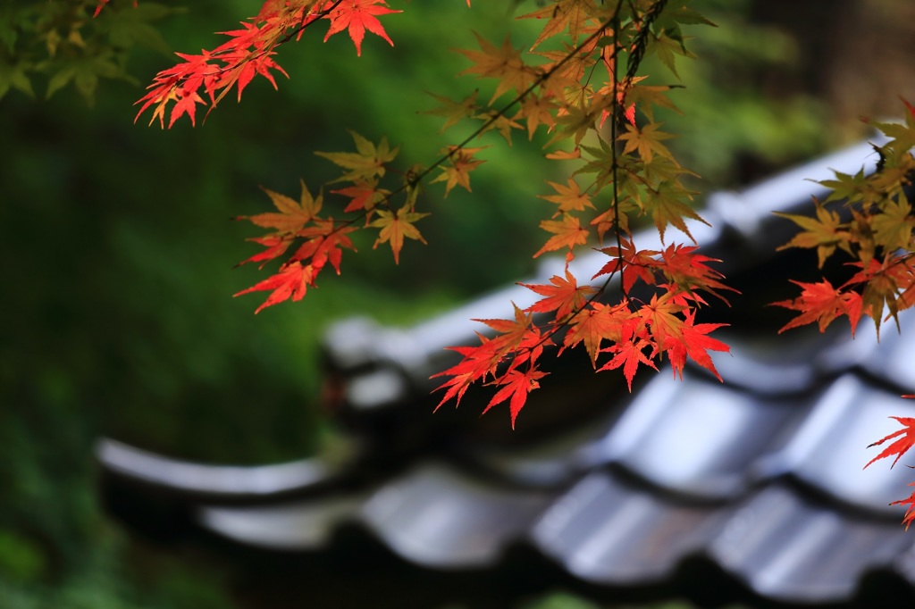 清水寺の紅葉３