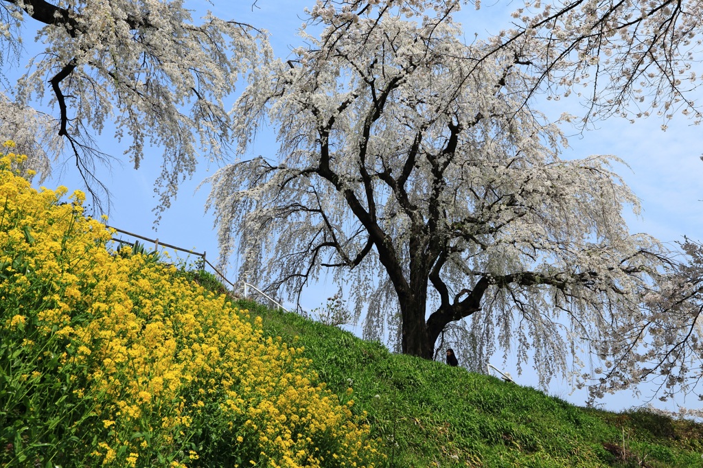 菜の花と枝垂れ桜