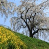 菜の花と枝垂れ桜