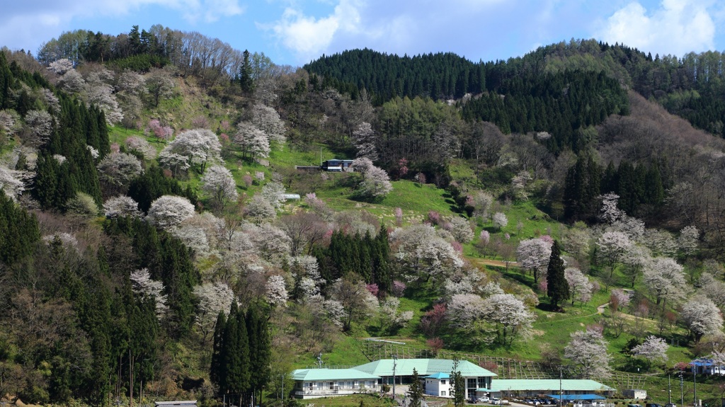 山は花ざかり