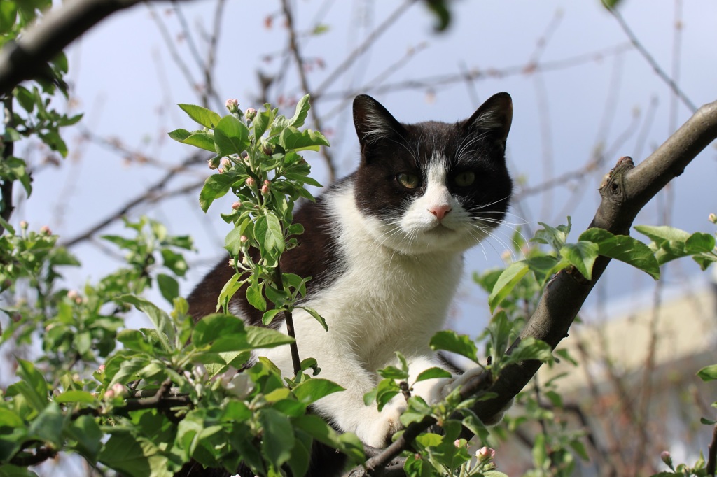 ストーカー猫