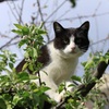 ストーカー猫