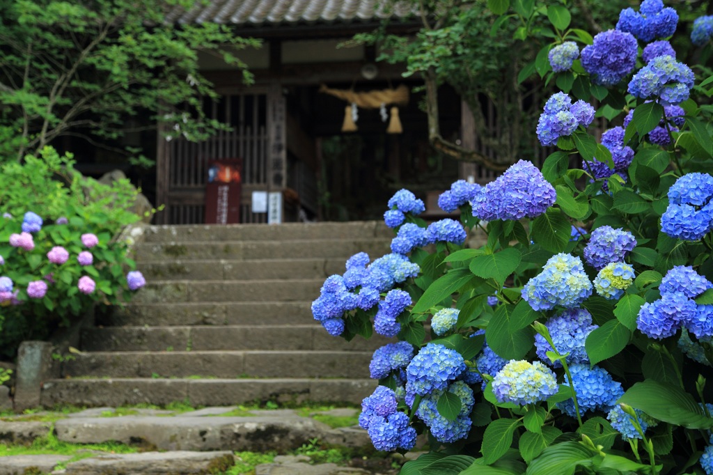 紫陽花に彩られた浄光寺２