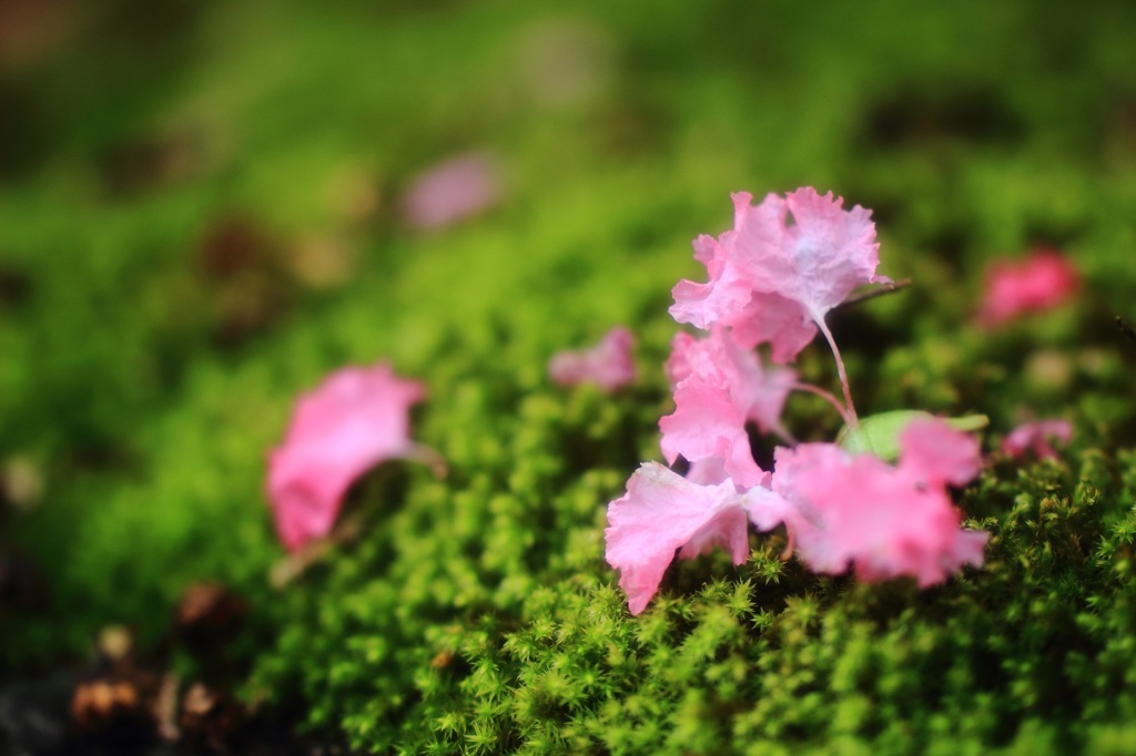 苔の上