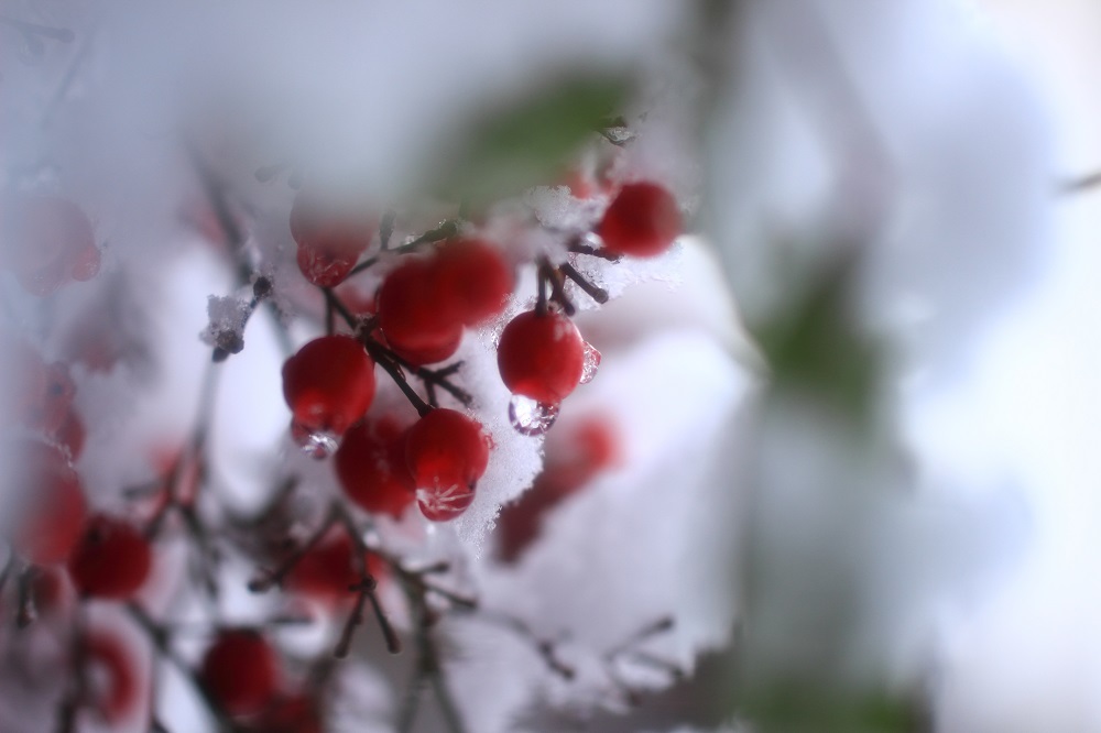 雪の中の南天