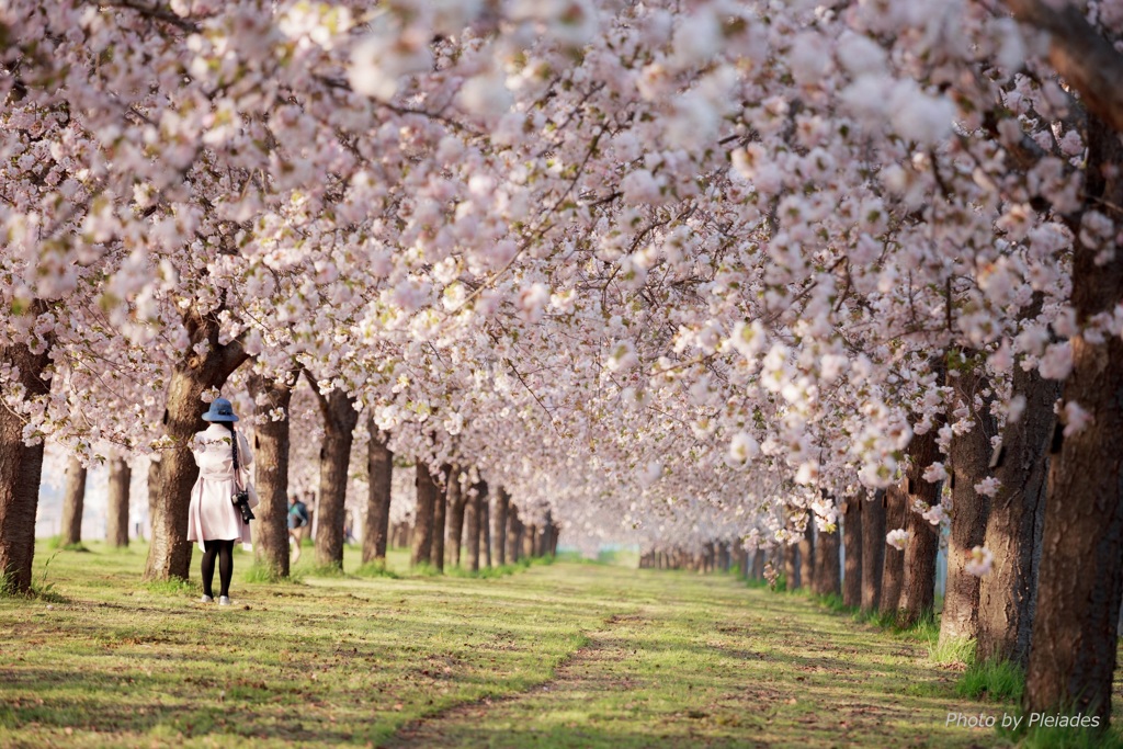 ２０１７ 桜３ 千曲川堤防の桜堤 By Pleiades Id 写真共有サイト Photohito