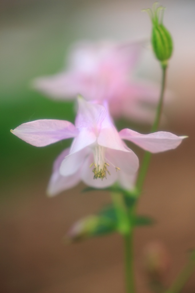 昨日の花
