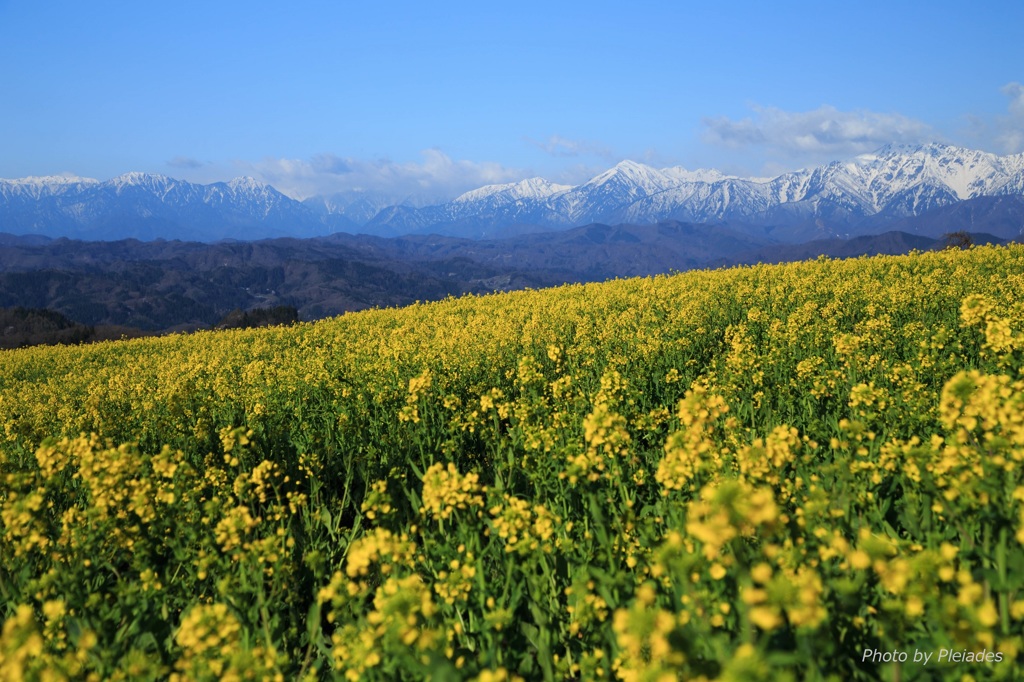 菜の花畑から望む北アルプス