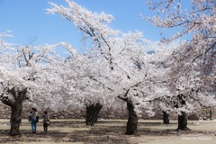 ２０１７　桜　（松代城址公園）