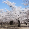 ２０１７　桜　（松代城址公園）