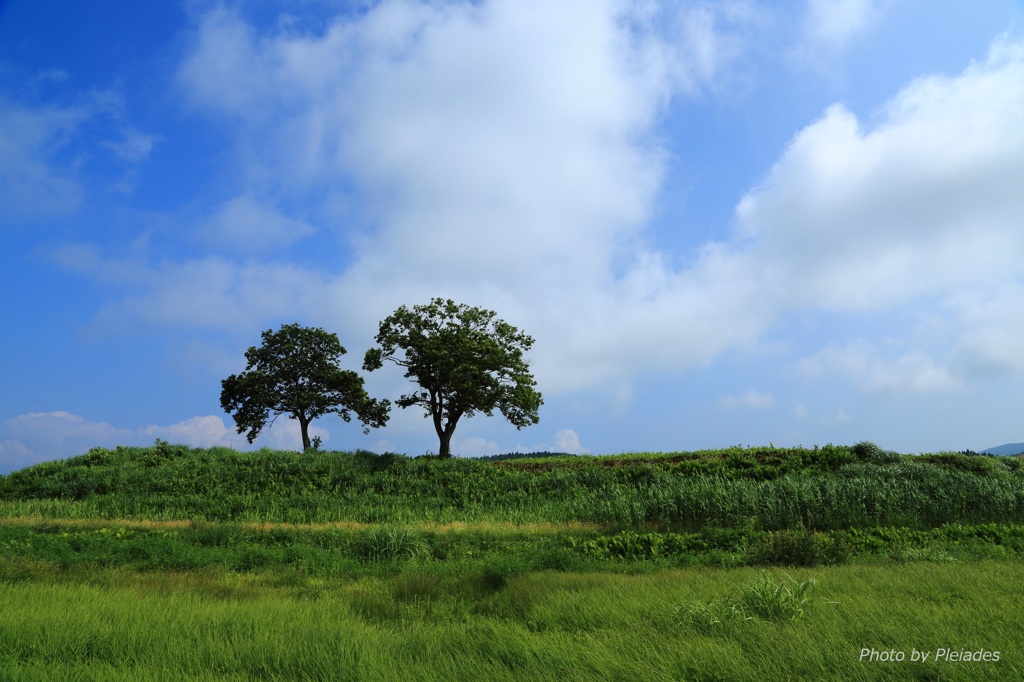 ２本の木がある風景